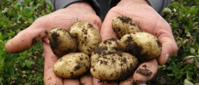 ein paar kartoffeln liegen in zwei aufgehaltenen händen. sie wurden anscheindend frisch gepflückt.